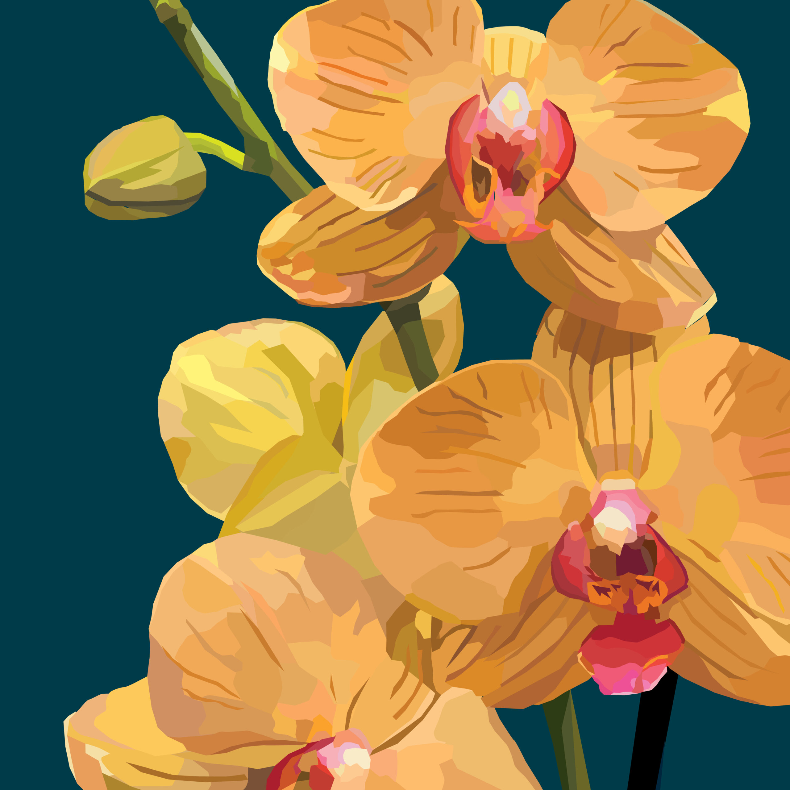 Orchid